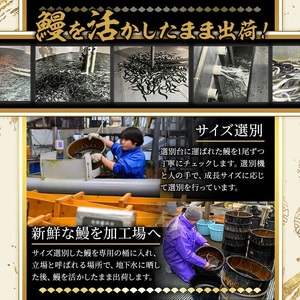 うなぎ 無投薬 鹿児島県産 ＜定番＞(計2.4kg以上・ 約120g×20尾) うなぎ【西日本養鰻】D52