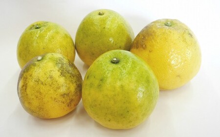 【2026年4月上旬より順次発送】訳あり 河内晩柑 5kg【えひめの町（超）推し！（愛南町）】(374)