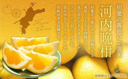 【2026年4月上旬より順次発送】贈答用 河内晩柑 5kg【えひめの町（超）推し！（愛南町）】(382-1)