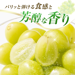 【令和8年発送 先行予約】小林市産 シャインマスカット 1kg（ブドウ ぶどう シャインマスカット マスカット フルーツ 果物 先行受付 限定）
