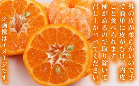 【宇和島産ポンカン】冬の柑橘ポンカン 10kg 矢野青果 B012-171031