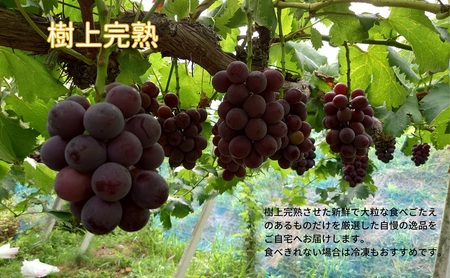 訳あり  藤稔 2房 合計1.0kg以上 産地直送 朝採れ ぶどう 葡萄 岡山 Kawahara Green Farm 2026年 先行予約