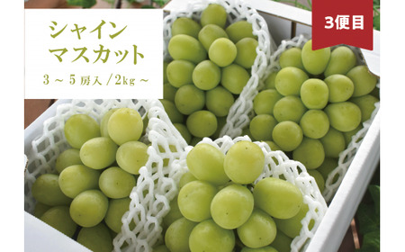 たっぷり食べたい！桃とピオーネ、シャインマスカットが届く３回便 (岡山県産)【KF-T023-02】