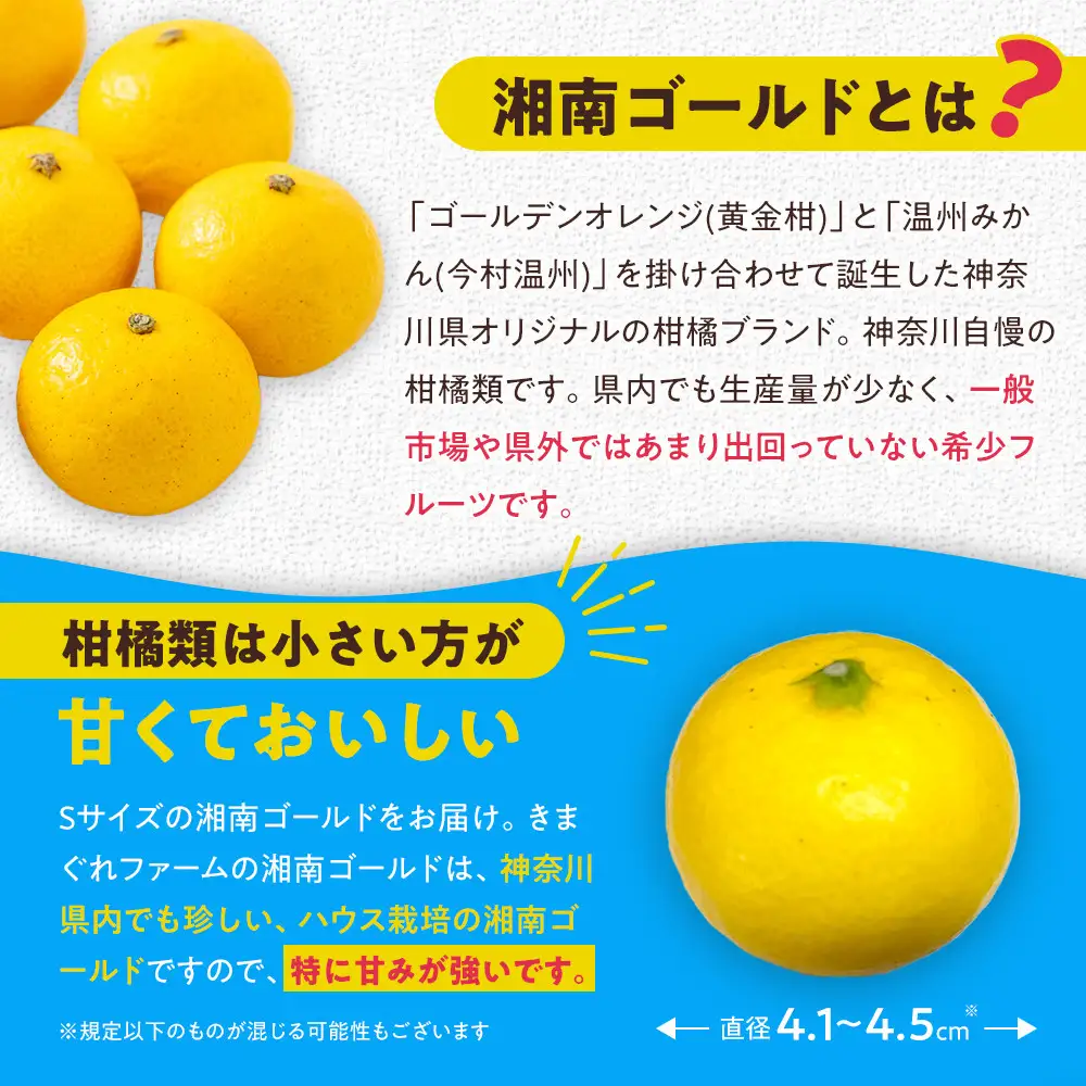 【希少フルーツ】熟ウマ☆小玉・湘南ゴールド(Sサイズ)　3kg　2027年3月上旬～3月中旬頃発送予定 | 湯河原町 小玉 Sサイズ 3kg 種なし 柑橘類 地域特産品