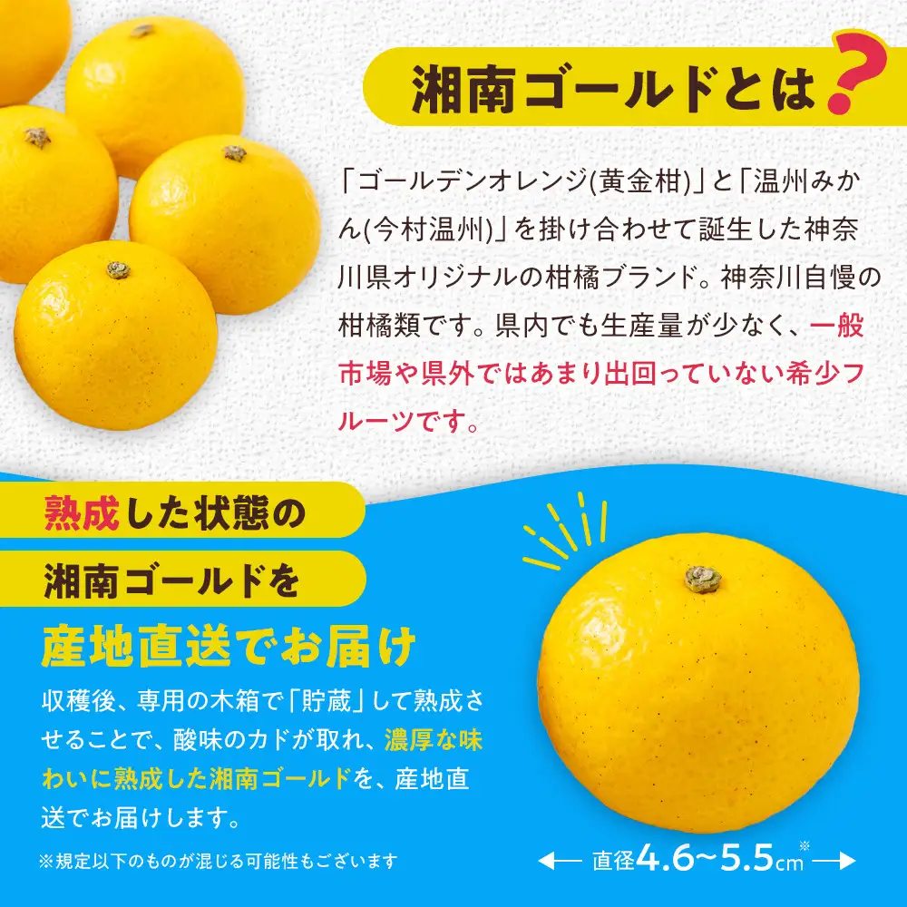 湘南ゴールド 果樹 若木 約80cm 希少フルーツ】【露地栽培】湘南ゴールド(家庭用) 2kg | 神奈川県