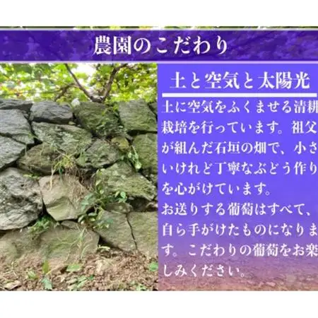 富士の輝 計700g 1房　山梨県産【配送不可地域：離島】【1694813】