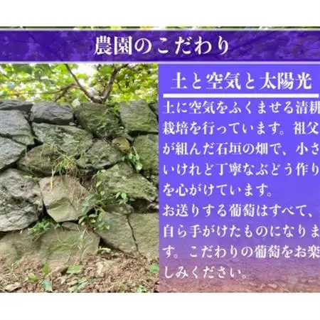 富士の輝 計500g 1房 山梨県産【配送不可地域：離島】【1694815】