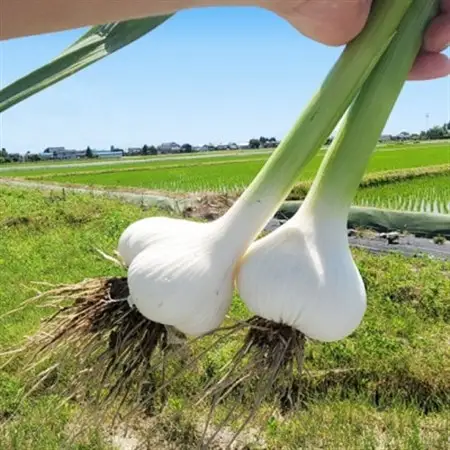富山県産熟成黒にんにく 100g×3袋【1696881】