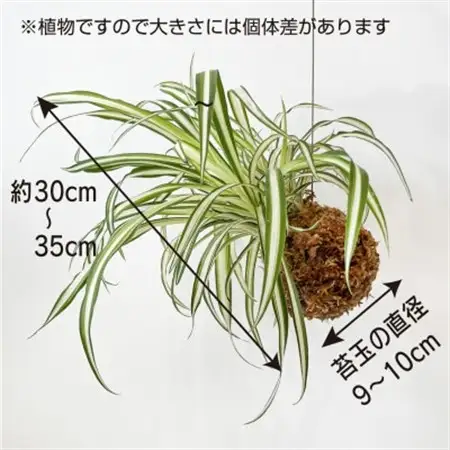 オリヅルラン苔玉  観葉植物 可愛い吊り下げインテリア【1696540】