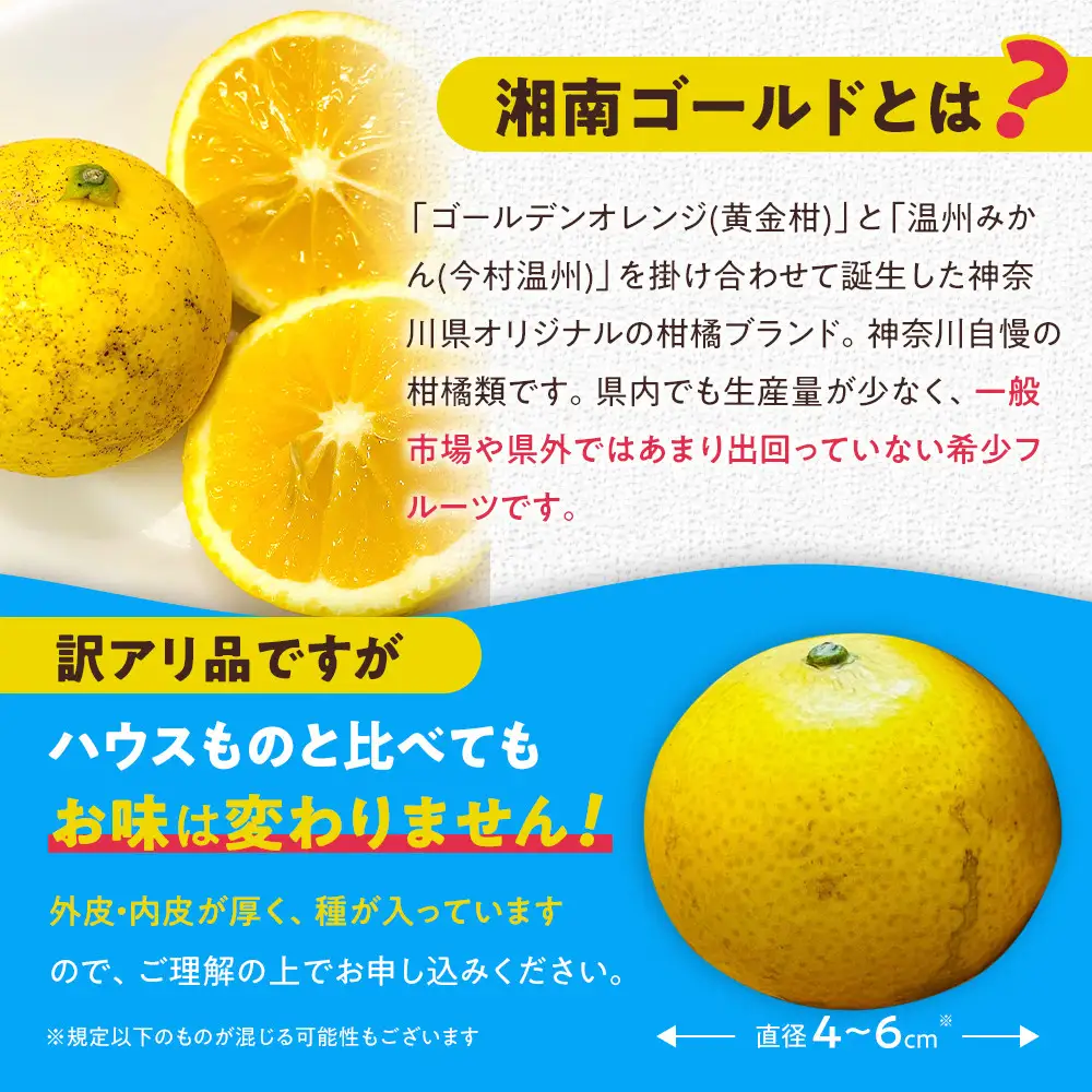 【希少フルーツ】【露地栽培】湘南ゴールド(家庭用)　2kg　2027年3月中旬頃～3月下旬頃発送予定 | 湯河原町 2kg 地域特産品 露地栽培 熟成 柑橘類 フレッシュ