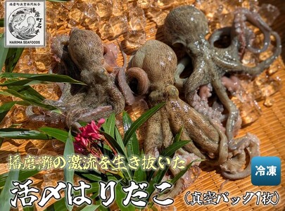 播磨町産 はりだこ(ほしだこ)１匹 播磨町産 活け〆はりだこ 1匹 セット タコ 海鮮 魚介類 瀬戸内 兵庫県 播磨町