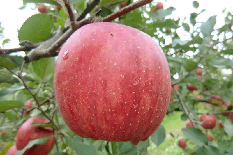 茂木農園 秋田県産 手作りジャムセットA 合計750g（りんご・桃・洋梨 各250g）