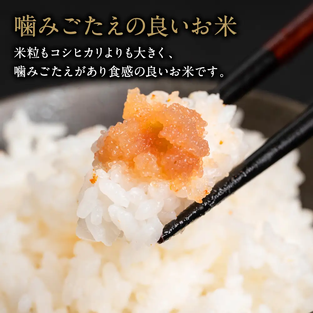 【令和7年産】 菜の花畑のお米 「特別栽培米」 5kg （5kg×1袋） にこまる 米 お米 精米 白米 ごはん ご飯 熊本
