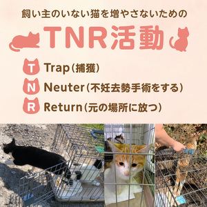 人と猫が互いに幸せになれるまちを目指して『不妊去勢手術支援プロジェクト』（返礼品はありません） N0159-9999996
