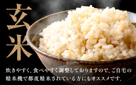 福岡県産 元気つくし 玄米 5kg×1袋 [BGAF026]元気つくし