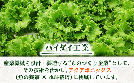 水耕栽培野菜 グリーンリーフ 6株[BGBT002]