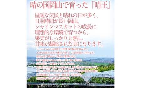 晴王 シャインマスカット晴王 2房 約1.4kg 【先行予約：2026年9月上旬～10月下旬発送予定】 岡山県産 種無し 皮ごと食べる みずみずしい 甘い フレッシュ 糖度保証 クール発送 瀬戸内 晴れの国 おかやま 果物大国 満天フルーツ 冷蔵 岡山県 倉敷市
