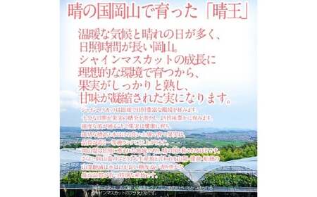 晴王 シャインマスカット晴王 2房 約1.4kg 【先行予約：2026年9月上旬～10月下旬発送予定2回定期便】岡山県産 種無し 皮ごと食べる みずみずしい 甘い フレッシュ 糖度保証 クール発送 瀬戸内 晴れの国 おかやま 果物大国 満天フルーツ