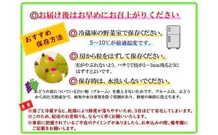 【訳あり】かねひろの黒酢ブラックシャインマスカット 富士の輝き 約700g × 2房 （合計：約1.4kg） 【2026年9月上旬～9月下旬発送予定】 シャインマスカット ぶどう ブドウ ブラック 葡萄 シャインマスカット フルーツ 果物 くだもの 訳あり わけあり 佐賀県 太良町 003-0008
