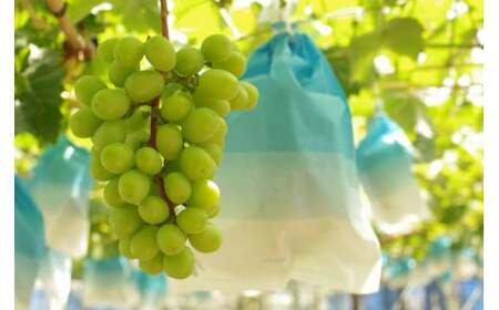 かねひろの「黒酢シャインマスカット（ご家庭用）」　2～3房（約1.2kg） 【2026年9月上旬～9月下旬発送予定】 フルーツ 果物 くだもの ぶどう ブドウ 葡萄 シャイン シャインマスカット 新鮮 マスカット 黒酢シャインマスカット こだわり 国産シャインマスカット 黒酢アミノ酸栽培 ハウス栽培 大粒 中粒 小粒 ご家庭用 佐賀県 太良町 NB26x1