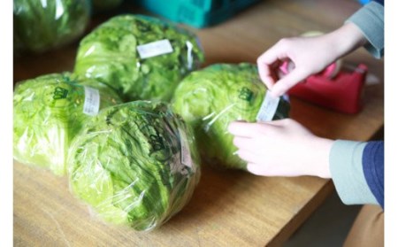 【定期便】「島のめぐみ」セット～南あわじ旬の食材～【3回コース】