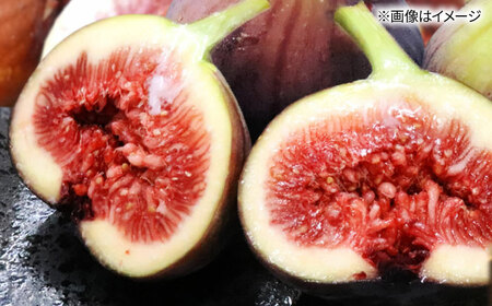 福岡県オリジナル品種　高糖度プレミアムいちじく　とよみつひめ約1.2kg／2026年9月-10月頃より発送予定 桂川町/一般社団法人地域商社ふるさぽ[ADCF015]
