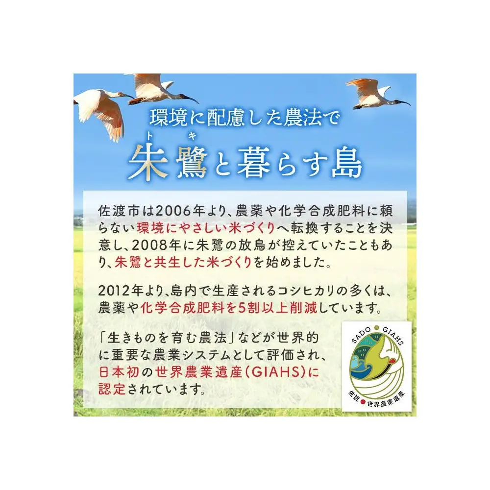 【令和7年産】佐渡産コシヒカリ2kg×2袋