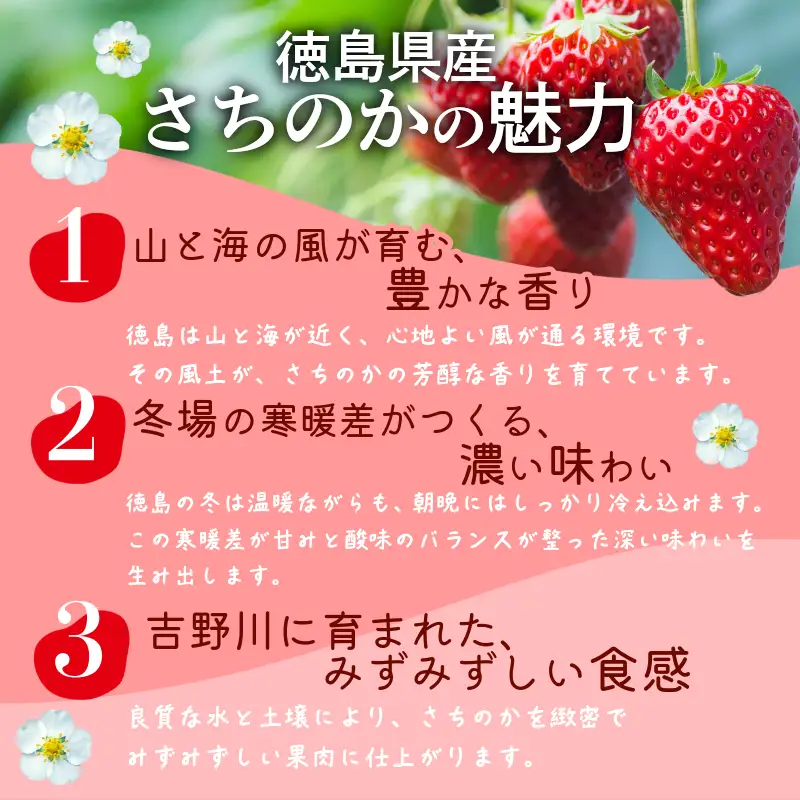 いちご 500g さちのか 苺 