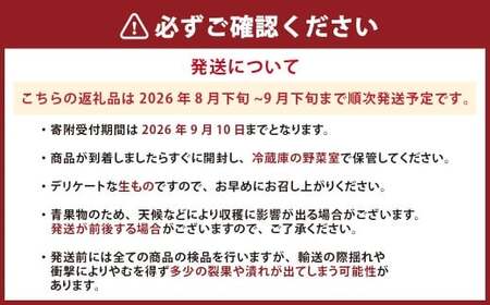  完熟 くまもと梨 3kg 【2026年8月下旬発送予定】 果物 フルーツ なし