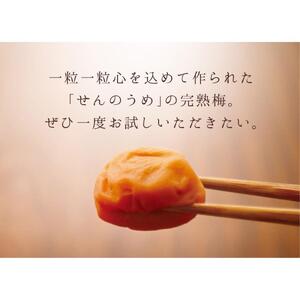 【A級品】紀州南高梅 黒潮梅 500g 塩分10％ / 梅干し 梅干 うめぼし 南高梅 国産 梅 うめ ウメ 完熟 しそ 紫蘇 シソ かつお 鰹 カツオ 健康 ご飯のお供 昔ながら 贈り物 ギフト プレゼント お取り寄せ せんのうめ 和歌山県 田辺市 仙宝【spo009】