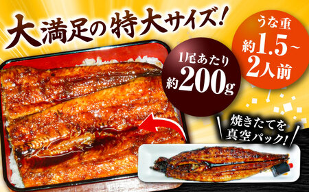 国産活うなぎ蒲焼（5本入）[AICQ011]