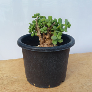 ケラリア・ピグマエア (発根管理済) A006｜観葉植物 コーデックス [0659]