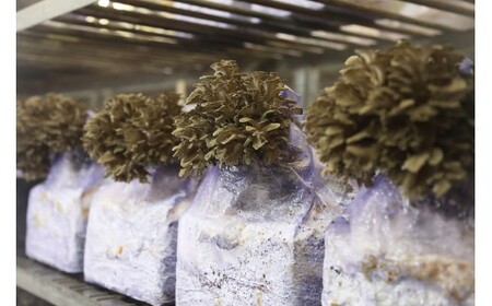 福舞茶15セット【 舞茸 まいたけ 完全無農薬 ほうじ茶  Ａ-42 】