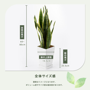 2026年3月上旬～発送【観葉植物】サンスベリア・ローレンティー 7号 Green Base IB003-012 観葉植物 ※北海道・沖縄・離島配送不可