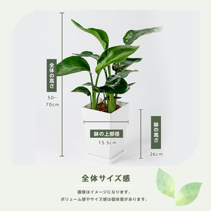 2026年1月中旬～発送【観葉植物】オーガスタ50cm～70cm Green Base IB003-019  観葉植物  観葉植物  ※北海道・沖縄・離島配送不可