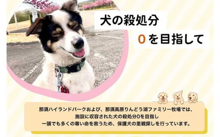 【活動応援】那須ハイ＆りんどう湖　SOS保護犬活動　オリジナルステッカー(2) 4枚セット ｜ 保護犬 ステッカー シール 日用品 雑貨 那須 栃木県 那須町〔P-357〕| 保護犬 ステッカー シール 日用品 雑貨 支援 動物愛護 応援 地域応援 愛犬 愛犬家 動物 ペット 社会貢献 保護活動 那須 栃木県 那須町