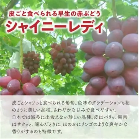 【希少品種】シャイニーレディ 大サイズ 2房入/計1.3kg～ (岡山県産) 赤色の早生葡萄!【配送不可地域：離島】【1694777】
