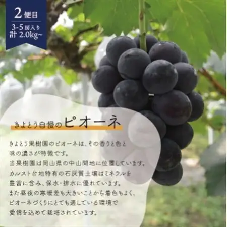 【発送月固定定期便】桃、ピオーネ、シャインマスカットの岡山フルーツ満足便 (岡山県産)全3回【配送不可地域：離島】【4078169】