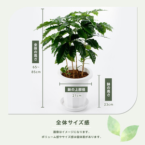 2026年4月上旬～発送【観葉植物】コーヒーの木 7号 Green Base IB003-018 観葉植物 ※北海道・沖縄・離島配送不可
