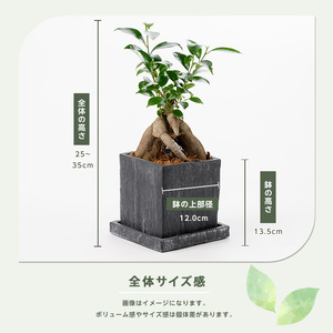 2026年5月中旬～発送【観葉植物】ガジュマル 25cm～35cm Green Base IB003-009  観葉植物 ※北海道・沖縄・離島配送不可