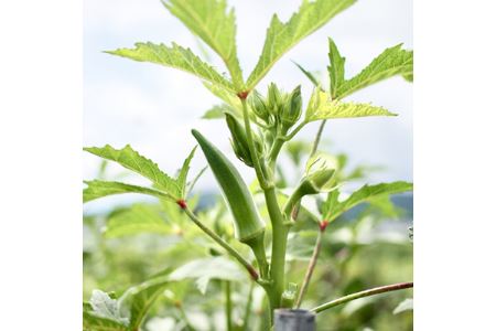 指宿オクラ オクラパウダー30包 エール IB053-004 健康