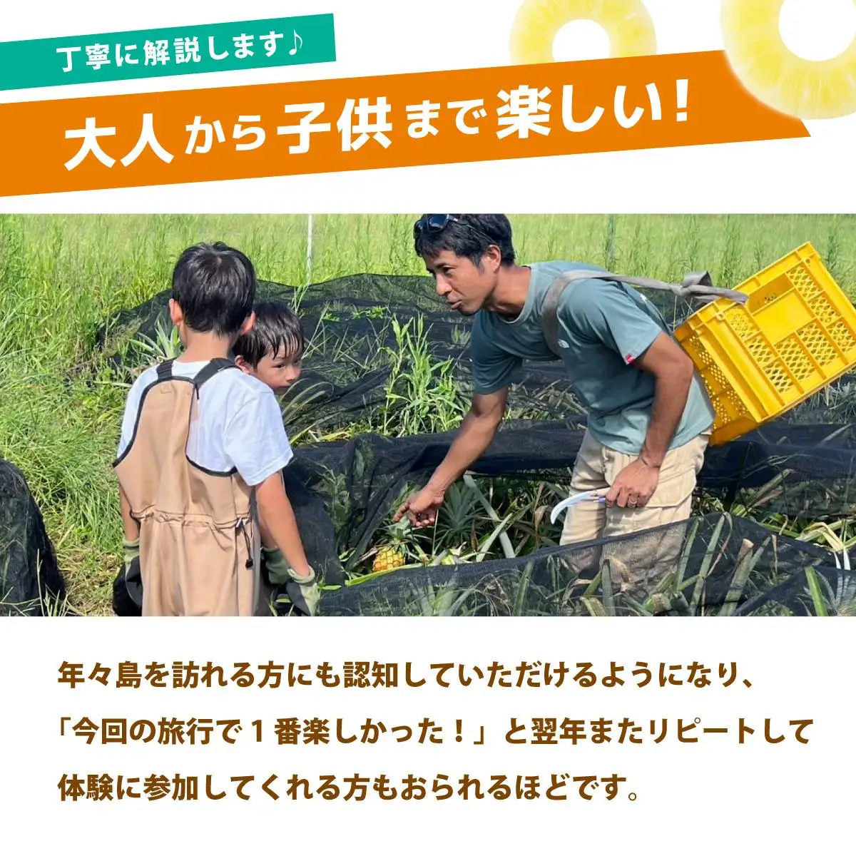 パイナップル収穫体験【3名】爽やかな朝日を浴びた中での開催♪（4月25日～6月15日開催）