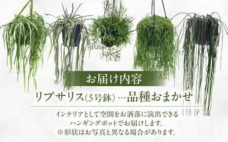 スズキ農園厳選 リプサリス 5号鉢 × 1鉢 リプサリス ロングサイズ ハンギングポット 吊り下げ 室内 観葉植物 花 鉢植え 鉢 フラワー お花 植物 緑 グリーン インテリア
