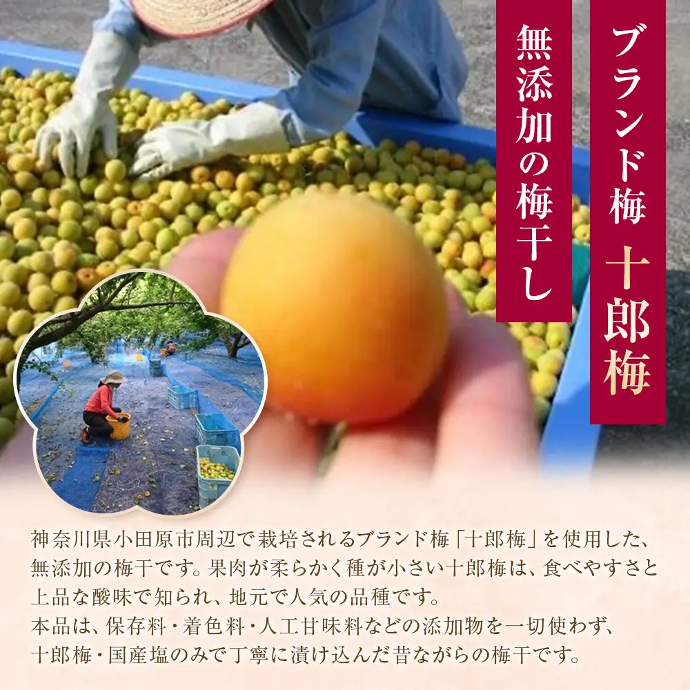 小田原老舗店が作った梅干しカップ3種類セット