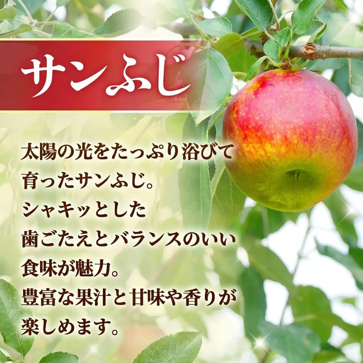 【2026年発送先行予約】【定期便】南信州産　人気果実の返礼品セット　＜シャインマスカット＞＜サンふじ＞　2回発送