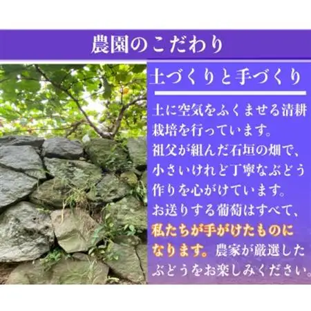小さな農家の丁寧シャインマスカット計1kg2房入り【配送不可地域：離島】【1699611】