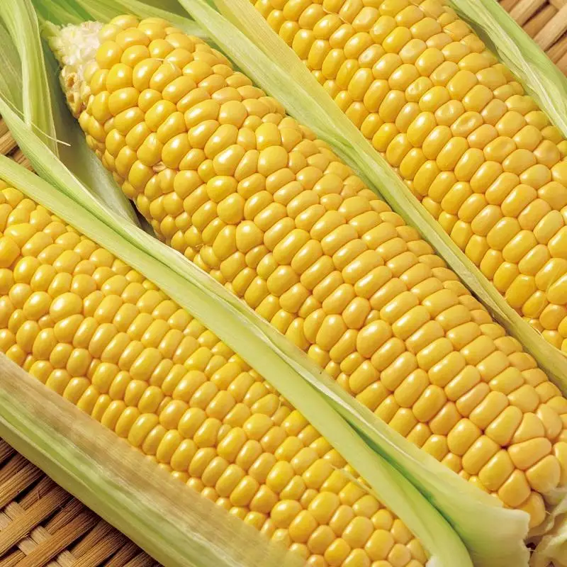 【先行予約】朝どれスイートコーン６kgとイートコーンドレッシングセット 2026年発送＜35-3a＞★