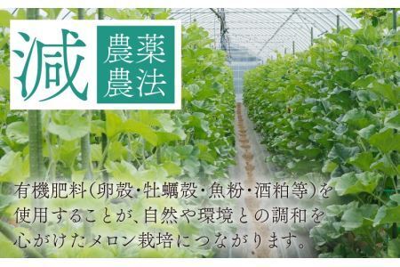 勝山産アールスメロン 1個入り（赤肉）※2026年7月下旬以降順次発送 [A-060006]