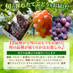 【先行予約】ご自宅用船坂ぶどう 約2kg（3～5房）| 船坂ぶどう ぶどう フルーツ 兵庫県 上郡町 発送は2026年8月16日～2026年10月10日頃予定】