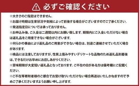 浦臼産 にんにく 約2kg  ニンニク 薬味 ガーリック 野菜 国産 北海道 浦臼町 【2026年9月上旬～2026年12月中旬発送予定】
